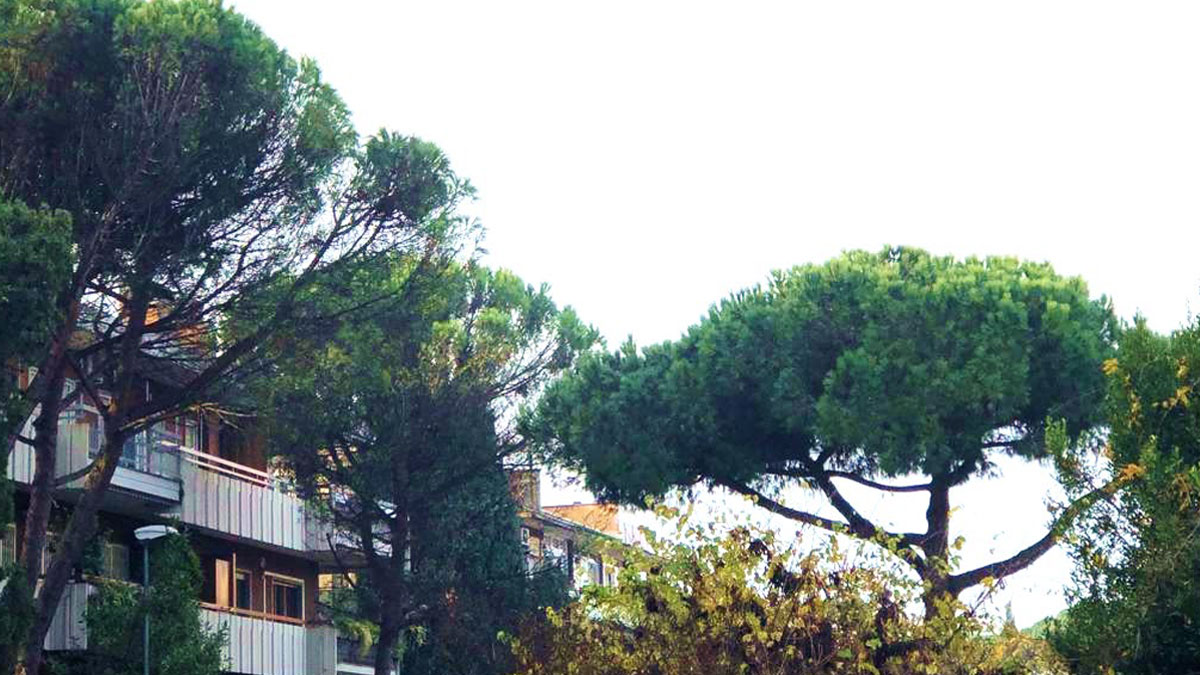 Pini viale Cortina Ampezzo Roma
