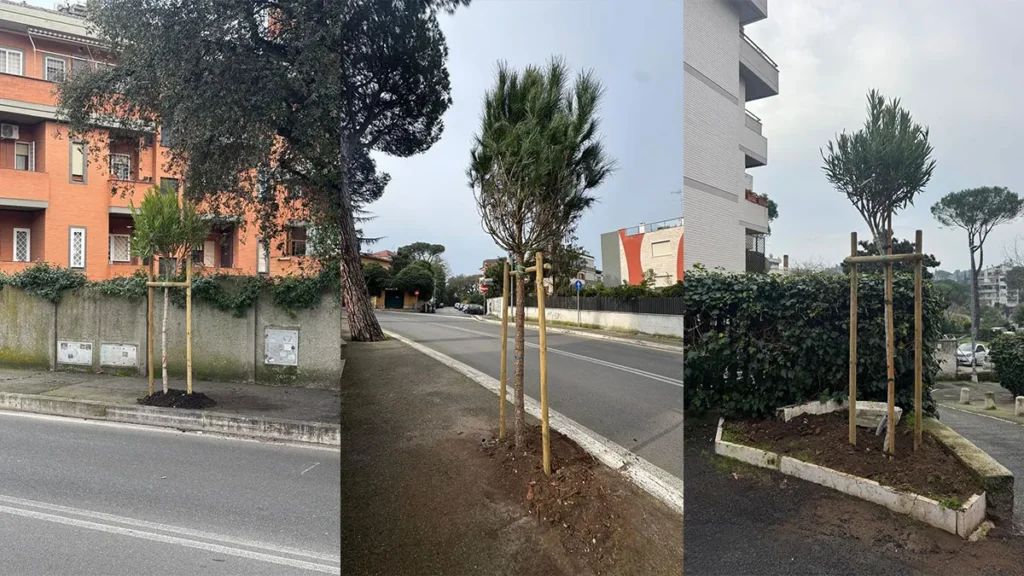 Nuove piantumazioni 2026 Viale Cortina d'Ampezzo